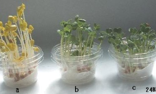伤筋以后可用酒精消毒吗-伤筋后能用药酒按摩吗网 :分享伤筋可以用白酒擦吗-伤筋以后可用酒精消毒吗知识